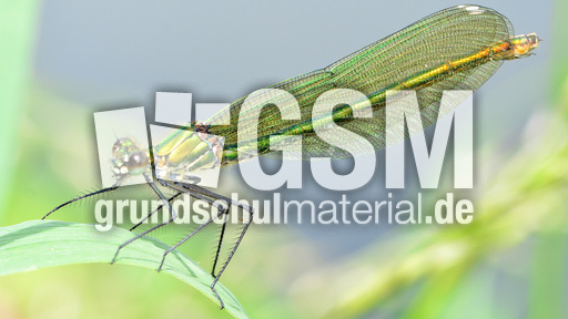 Gebänderte Prachtlibelle - Weibchen (11).jpg